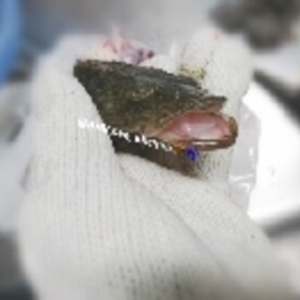 鯒 簡単なさばき方 コチ 刺身 レシピ 作り方 By 愛愛さん 基本画像レシピ Instagramも同じ 楽天レシピ 鯒 簡単なさばき方 コチ 刺身 レシピ 作り方 By 愛愛さん 基本画像レシピ Instagramも同じ 楽天レシピ